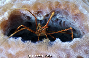 Arrow crab.Bonaire 2010. by Robert Polo 